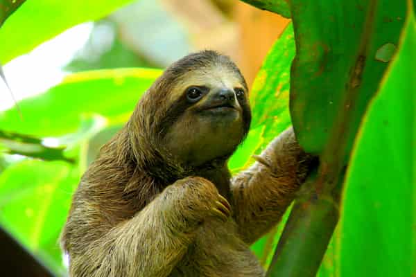 Esté atento a la vida silvestre en Costa Rica