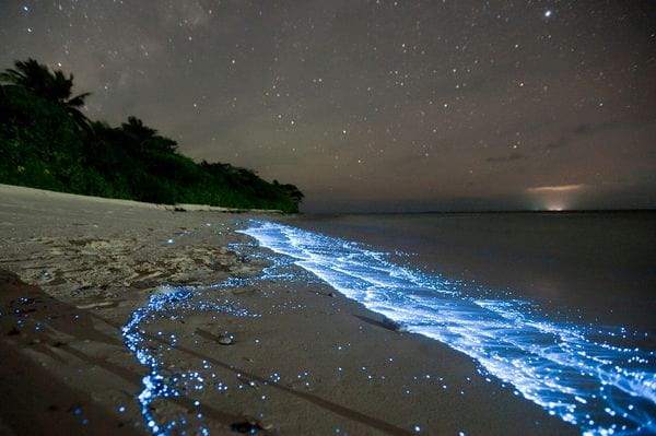 Estrellas en el océano