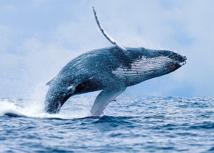 Excursión para ver ballenas en el Santuario Stellwagen Bank