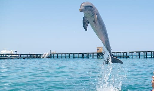 Explorador de delfines - Cosas que hacer en Punta Cana