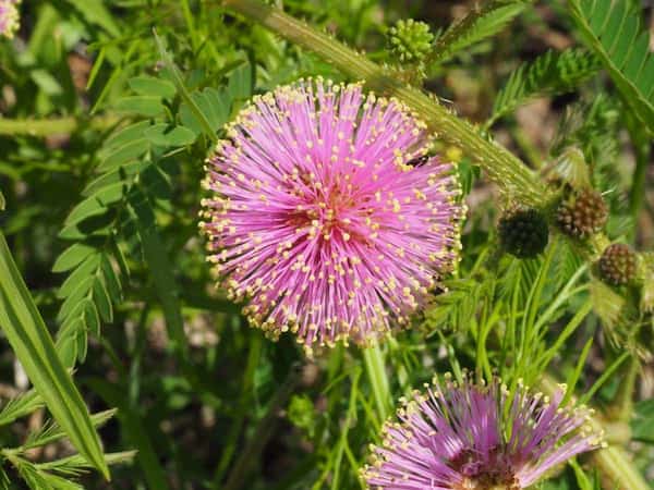 Explore la Reserva Natural Cedar Ridge