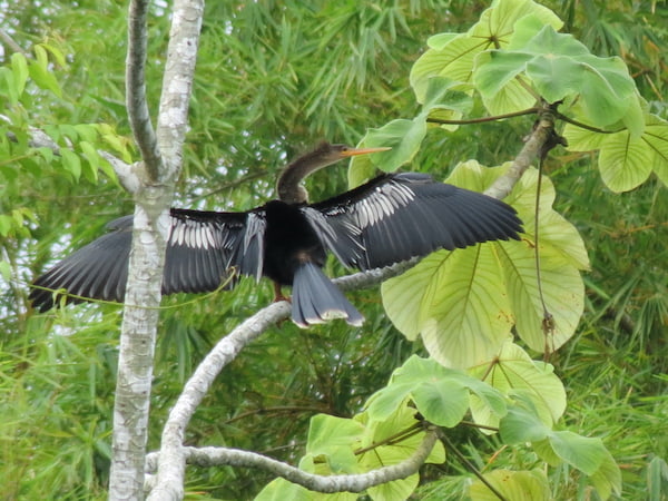 Extiende tus alas con una Anhinga 4