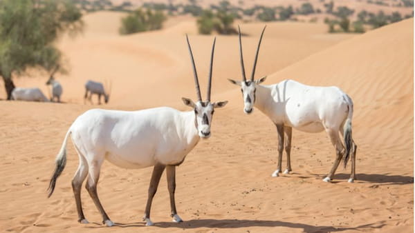 Fauna alrededor de la península de Zekreet