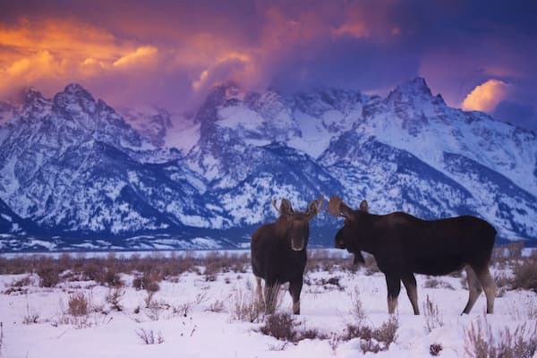 Fauna de invierno, Parque Nacional Grand Teton-Actividades de Invierno en Parques Nacionales