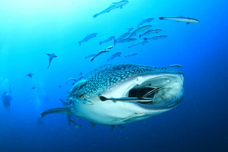Fenómeno del tiburón ballena-Actividades en Isla Mujeres para los amantes de la Naturaleza