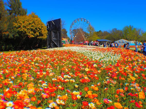 Floriade de Canberra-Primavera en Australia 2
