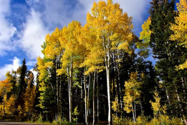 Follaje de otoño álamos en el borde norte