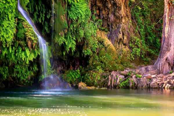 Fuentes de Krause