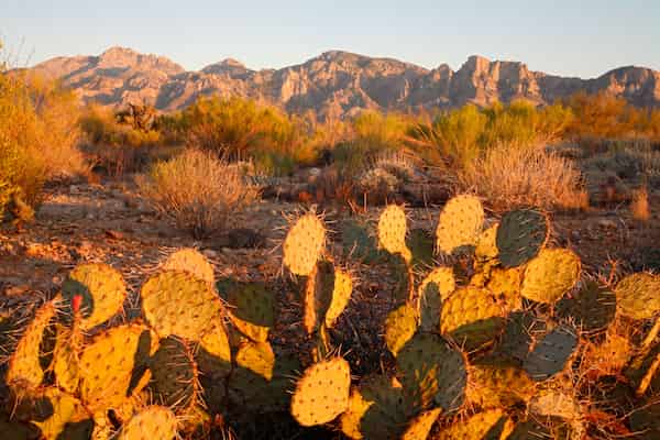 Galerías y jardines botánicos de Tohono Chul-Experiencias más destacadas en Oro Valley
