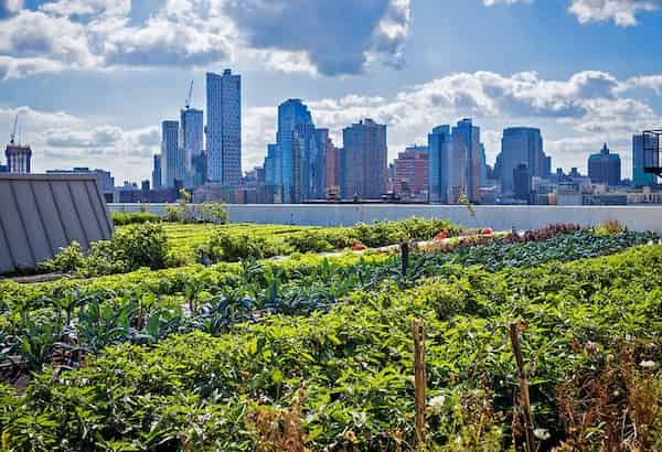 Granja de Brooklyn