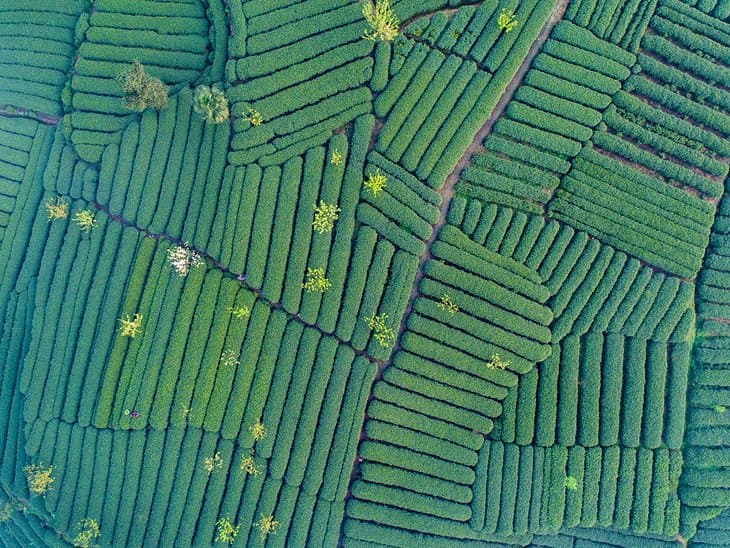 Haga una excursión de un día a la plantación de té de Mengdingshan