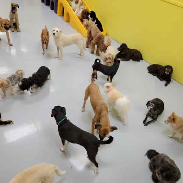 Haven el lugar para perros