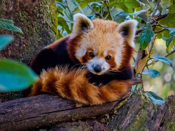Hay mucha flora y fauna datos fascinantes sobre Darjeeling 2