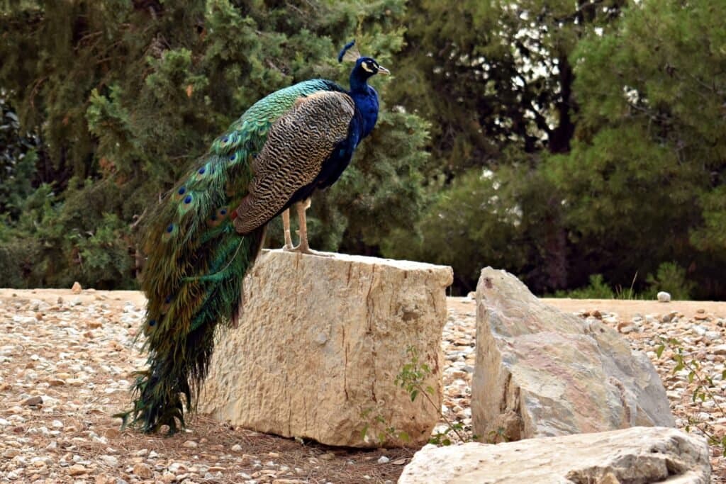 Hay pavos reales que vagan libremente