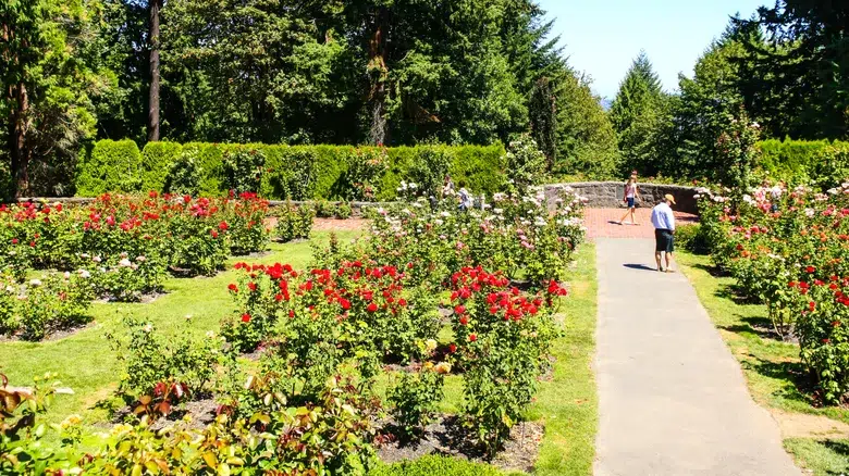 Huele las rosas en los jardines de Portland