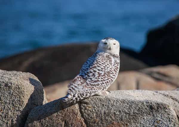 Invierno-visitar el Parque Nacional Acadia