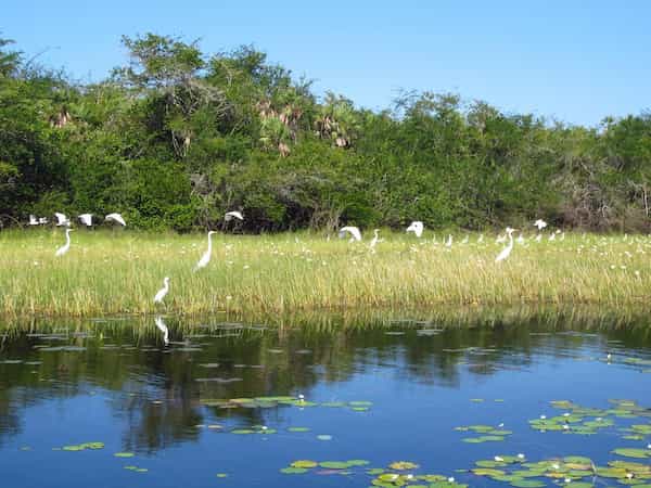 Ir a observar aves en un bote