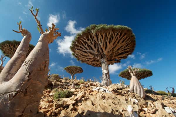 Isla de Socotra denominada Galápagos del Océano Índico