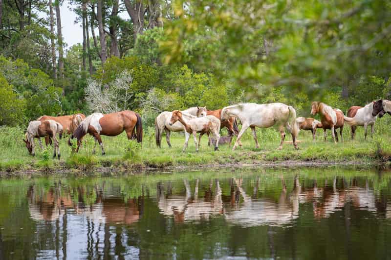 Islas Chincoteague y Assateague