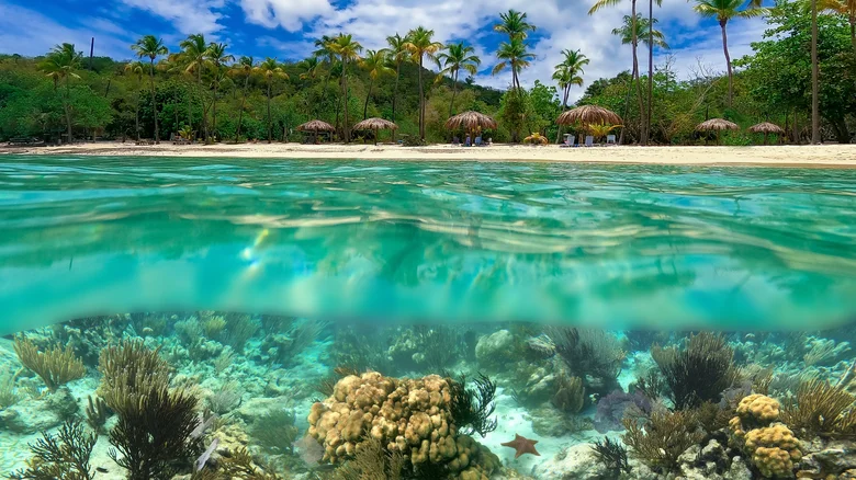 Islas Vírgenes de los Estados Unidos, Caribe