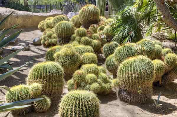 Jardines Botánicos Moorten y Cactarium