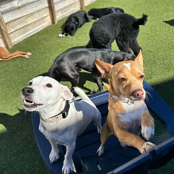 Kanine Social-Parques para Perros Bajo Techo
