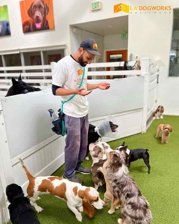 LA Dogworks