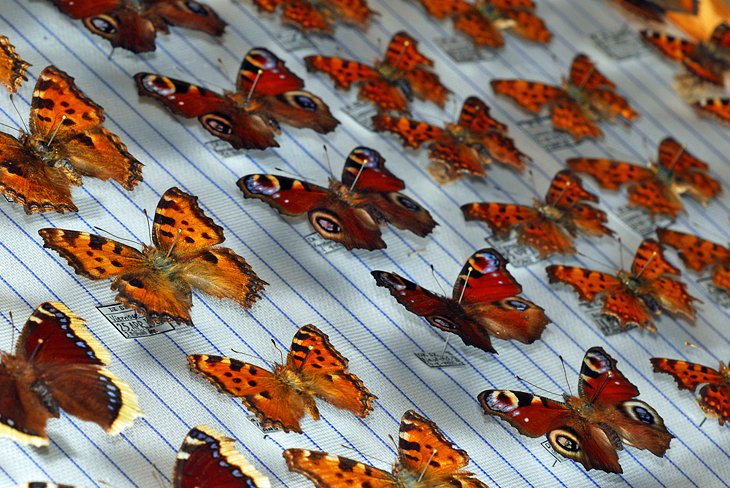 La Casa de las Mariposas (Museo de las Mariposas)