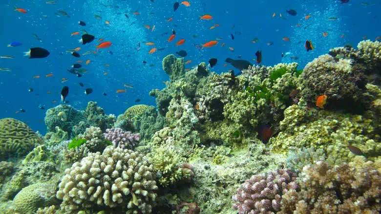 La Gran Barrera de Coral, Australia