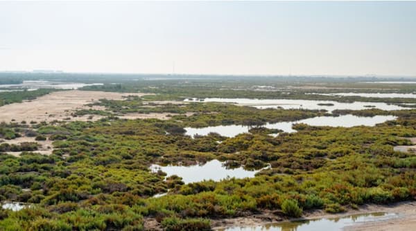 La Isla Púrpura