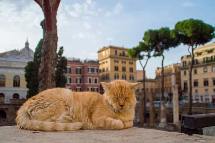 La importancia arqueológica de Largo Di Torre Argentina