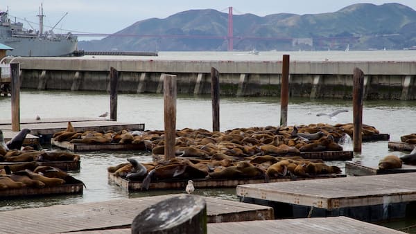 Leones marinos-Pier 39 en San Francisco