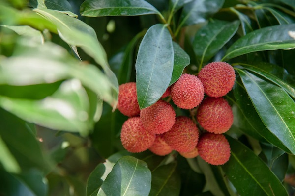 Lichis platos para probar en Okinawa en Japón 3