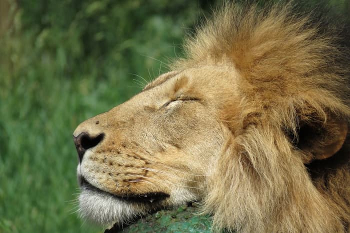 Lleve a los niños al zoológico de Calgary