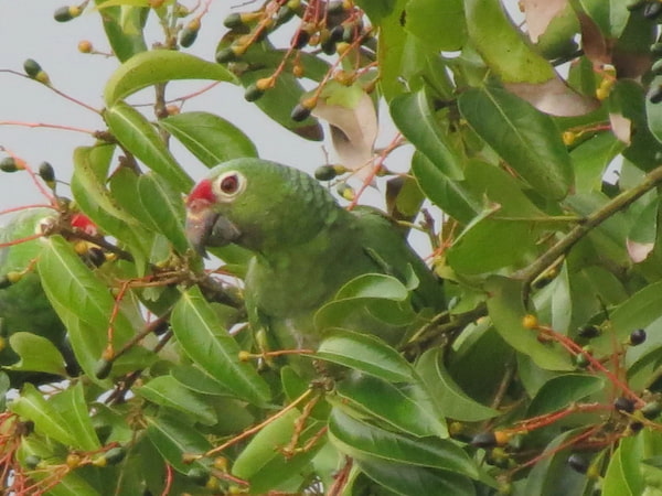 Loro de frente roja Increíbles aventuras en la selva tropical de Panamá0