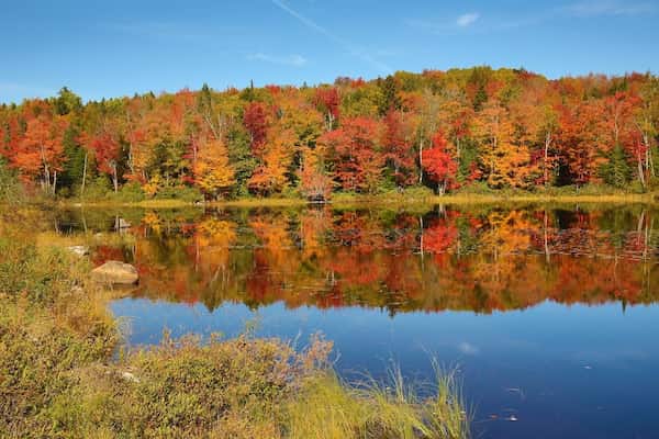 Los Grandes Bosques del Norte