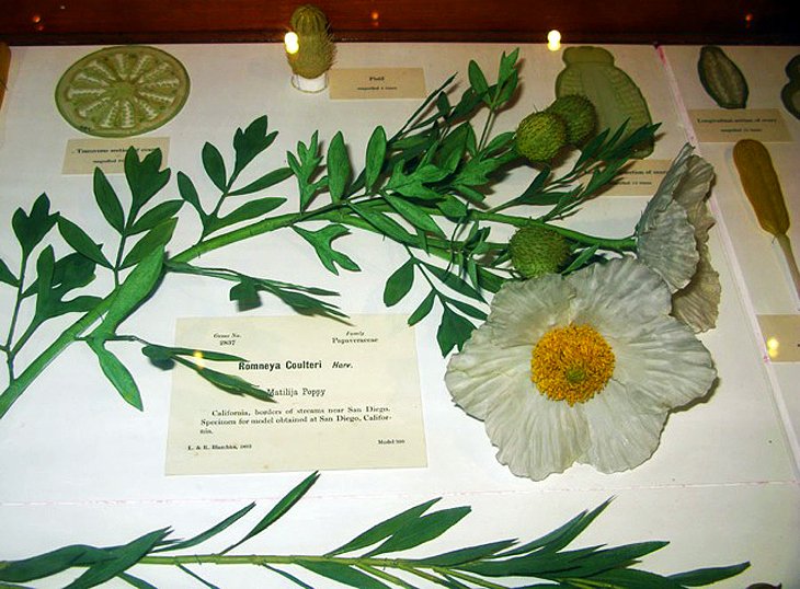 Los Museos de Harvard y las Flores de Cristal