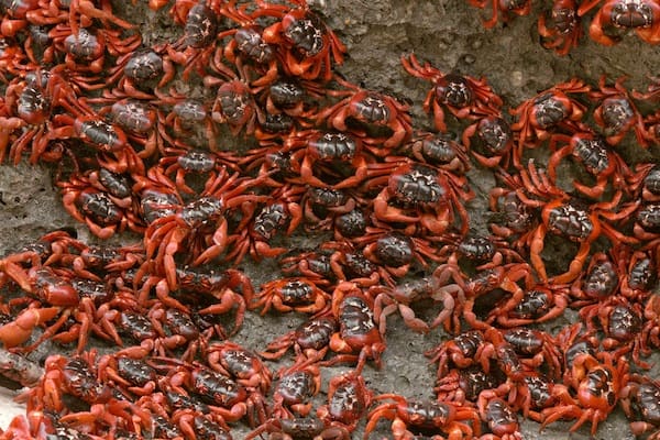 Los cangrejos cruzan aquí razones para visitar la Isla de Navidad 1