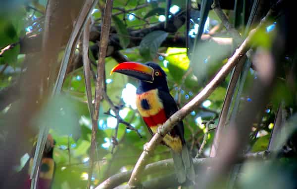 Manténgase alejado de los árboles Manchineel