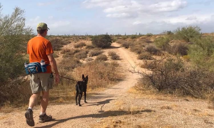 McDowell Sonoran