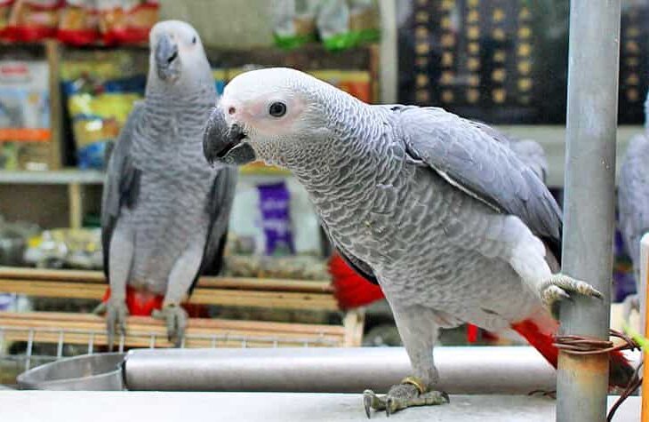 Mercados de aves, peces y flores-Mercados callejeros en Hong Kong