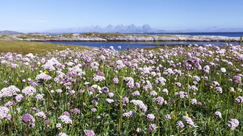 Mosjøen y la costa de Helgeland