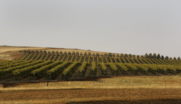 Mujeres en el vino Bendigo es la Ciudad de la Gastronomia en Australia 5