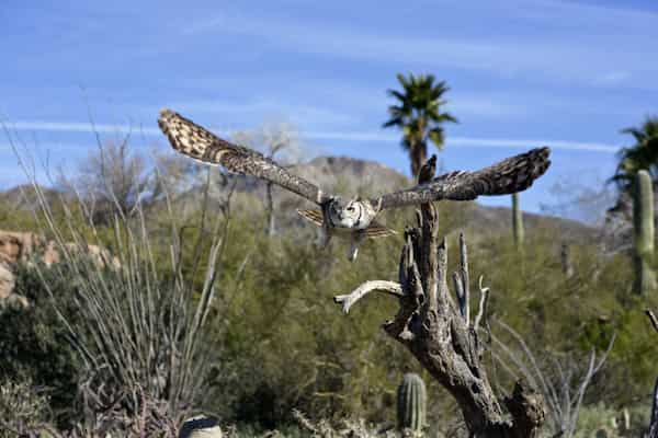 Museo del Desierto de Arizona-Sonora