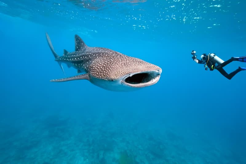 Nadar con tiburones ballena-isla mujeres-Curiosidades de México