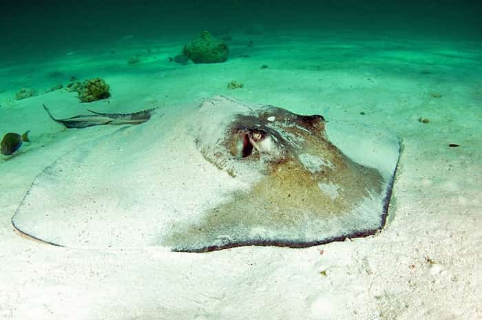 Nade con mantarrayas en Gibbs Cay
