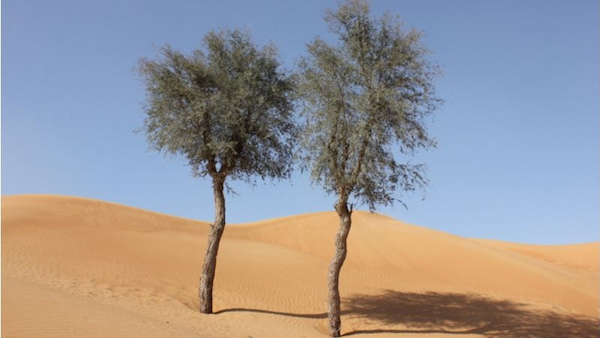 No es un bosque en Qatar Datos sobre Qatar 7