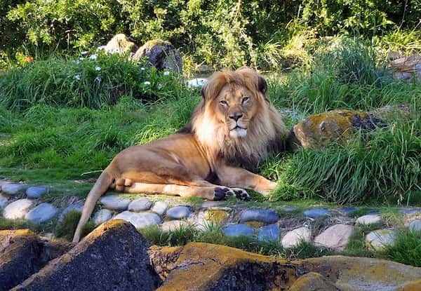 Observa animales asombrosos en el zoológico y los jardines de San Francisco