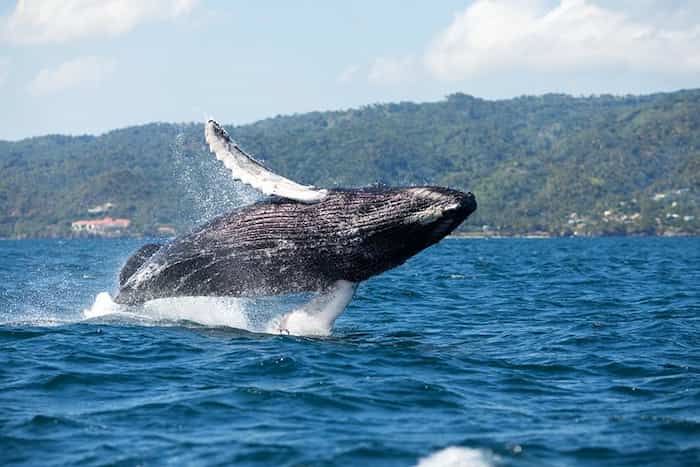 Observa ballenas en la bahía de Samaná