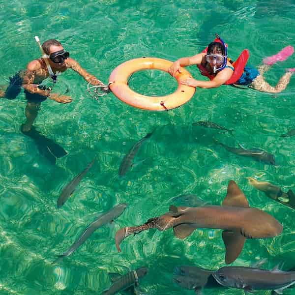 Observar de cerca a los tiburones nodriza